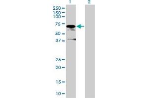 Western Blot analysis of ZUFSP expression in transfected 293T cell line by ZUFSP MaxPab polyclonal antibody. (ZUFSP anticorps  (AA 1-578))