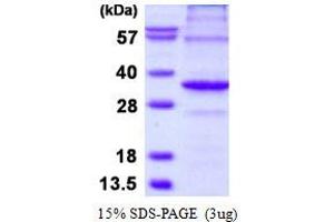 Image no. 1 for APAF1 Interacting Protein (APIP) protein (His tag) (ABIN1098641)