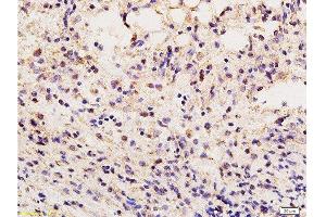 Formalin-fixed and paraffin embedded mouse kidney tissue labeled Anti-Vimentin Polyclonal Antibody, Unconjugated  at 1:200, followed by conjugation to the secondary antibody and DAB staining