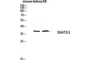 Western Blot (WB) analysis of Mouse Kidney KB lysis using DGAT2L3 antibody. (AWAT1 anticorps  (C-Term))