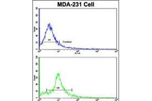 Flow cytometric analysis of MDA-231 cells using (bottom histogram) compared to a negative control cell (top histogram). (NUP62 anticorps  (C-Term))