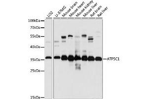 Western blot analysis of extracts of various cell lines, using C1 antibody (ABIN7265723) at 1:1000 dilution.