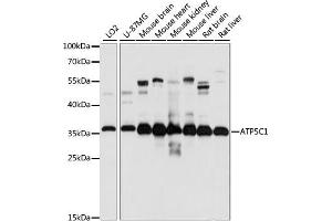 Western blot analysis of extracts of various cell lines, using C1 antibody (ABIN7265723) at 1:1000 dilution. (ATP5C1 anticorps  (AA 26-298))