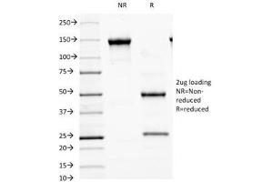 SDS-PAGE Analysis of Purified, BSA-Free MALT1 Antibody (clone MT1/410). (MALT1 anticorps  (AA 701-808))