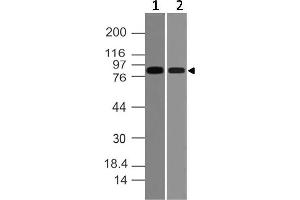 Image no. 1 for anti-Vav 2 Guanine Nucleotide Exchange Factor (VAV2) (AA 610-824) antibody (ABIN5027629) (VAV2 anticorps  (AA 610-824))