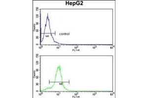 CYP2E1 Antibody (C-term) (ABIN652585 and ABIN2842392) flow cytometry analysis of HepG2 cells (bottom histogram) compared to a negative control cell (top histogram). (CYP2E1 anticorps  (C-Term))