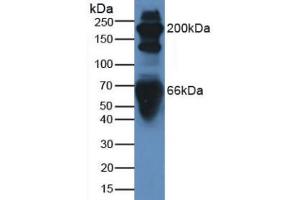 Figure. (C3 anticorps  (AA 1000-1326))