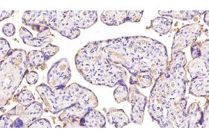 Detection of ANXA5 in Human Placenta Tissue using Monoclonal Antibody to Annexin V (ANXA5) (Annexin V anticorps  (AA 1-320))