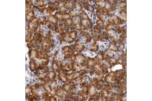 Immunohistochemical staining of human pancreas with TNFSF12-TNFSF13 polyclonal antibody  shows strong cytoplasmic positivity in exocrine glandular cells. (TNFSF13 anticorps)
