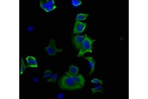 Immunofluorescence staining of MCF-7 cells with ABIN7127557 at 1:20, counter-stained with DAPI.