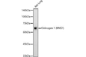Western blot analysis of extracts of Rat lung, using Kininogen 1 (KNG1) antibody (ABIN3022363, ABIN3022364, ABIN3022365 and ABIN6218762) at 1:500 dilution.