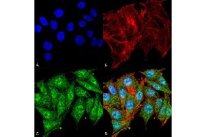 Immunocytochemistry/Immunofluorescence analysis using Rabbit Anti-IGF-1 Polyclonal Antibody . (IGF1 anticorps  (Atto 390))