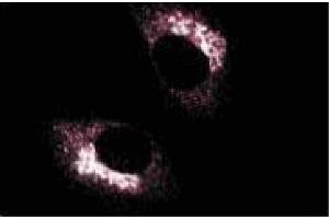 Immunoflourescence staining of normal rat kidney.