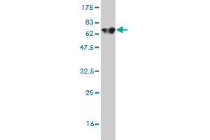 Western Blot detection against Immunogen (65.