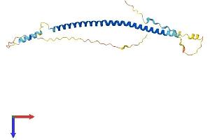 AlphaFold protein structure predicition of Human Recombinant BLOC1S4 Protein, UniprotID Q9NUP1