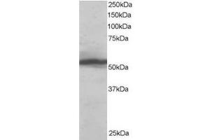 Image no. 1 for anti-Karyopherin alpha 2 (RAG Cohort 1, Importin alpha 1) (KPNA2) (C-Term) antibody (ABIN374392) (KPNA2 anticorps  (C-Term))