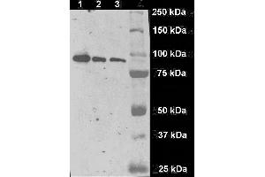 Immunostaining of a fragment of human GCPII (aminoacids 44-750) produced in S2 cells on Western blot by GCP-04 monoclonal antibody. (PSMA anticorps  (AA 44-750))