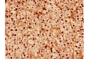 Immunohistochemistry analysis of human adrenal gland tissue using ABIN7144986 at dilution of 1:100