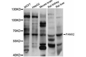 Western blot analysis of extracts of various cell lines, using PANX2 antibody (ABIN5998448) at 1:3000 dilution. (Pannexin 2 anticorps)