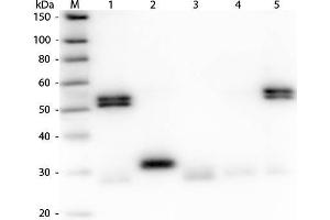 Western Blot of Anti-Rat IgG (H&L) (GOAT) Antibody (Min X Human Serum Proteins) . (Chèvre anti-Rat IgG (Heavy & Light Chain) Anticorps (Biotin) - Preadsorbed)