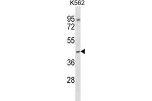 Western Blotting (WB) image for anti-Olfactory Receptor, Family 13, Subfamily F, Member 1 (OR13F1) antibody (ABIN2997241) (OR13F1 anticorps)