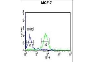 WDR37 Antibody (C-term) (ABIN653198 and ABIN2842745) flow cytometric analysis of MCF-7 cells (right histogram) compared to a negative control cell (left histogram). (WDR37 anticorps  (C-Term))