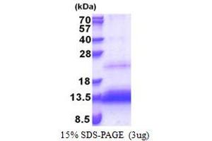 SDS-PAGE (SDS) image for TP53 Regulated Inhibitor of Apoptosis 1 (TRIAP1) (AA 1-76) protein (His tag) (ABIN5853375)