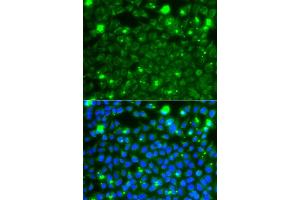 Immunofluorescence analysis of A549 cells using HSPE1 antibody. (HSPE1 anticorps)