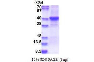SDS-PAGE (SDS) image for Lipase, Endothelial (LIPG) (AA 21-340) protein (His tag) (ABIN5853633) (LIPG Protein (AA 21-340) (His tag))
