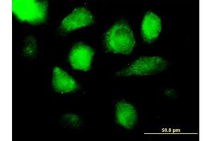 Immunofluorescence of purified MaxPab antibody to AZU1 on HeLa cell. (Azurocidin anticorps  (AA 1-251))