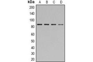 Western blot analysis of STAT1 (pY701) expression in HEK293T (A), NIH3T3 (B), mouse brain (C), COS7 (D) whole cell lysates. (STAT1 anticorps  (C-Term, pTyr701))
