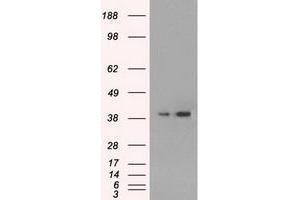Image no. 4 for anti-Mitogen-Activated Protein Kinase 1 (MAPK1) antibody (ABIN1499289)