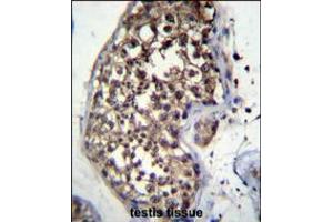 FBXO15 Antibody immunohistochemistry analysis in formalin fixed and paraffin embedded human testis tissue followed by peroxidase conjugation of the secondary antibody and DAB staining. (FBXO15 anticorps  (N-Term))