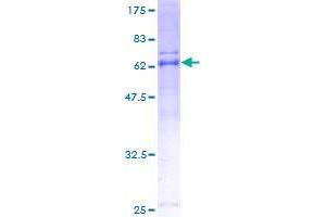 Image no. 1 for Armadillo Repeat Containing 1 (ARMC1) (AA 1-282) protein (GST tag) (ABIN1345640)