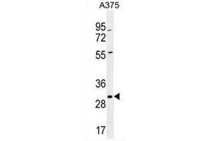 COPE Antibody (C-term) western blot analysis in A375 cell line lysates (35µg/lane). (COPE anticorps  (C-Term))