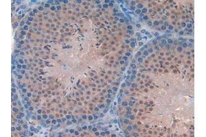 IHC-P analysis of Mouse Testis Tissue, with DAB staining. (FAM19A2 anticorps  (AA 31-119))