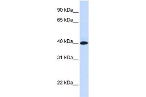 WB Suggested Anti-VSIG8 Antibody Titration:  0.