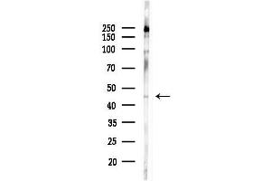 Western blot analysis of lysates from COLO205 cells(heat-shock,45 min treatment), using MAPKAPK2 Antibody at 1/1000 dilution.