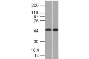 Image no. 1 for anti-Napsin A Aspartic Peptidase (NAPSA) antibody (ABIN6165992) (NAPSA anticorps)