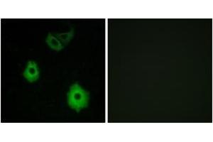 Immunofluorescence (IF) image for anti-Olfactory Receptor, Family 5, Subfamily H, Member 1 (OR5H1) (AA 215-264) antibody (ABIN2891027) (OR5H1 anticorps  (AA 215-264))