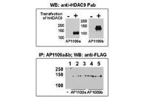 Image no. 1 for anti-Histone Deacetylase 9 (HDAC9) (C-Term) antibody (ABIN356656) (HDAC9 anticorps  (C-Term))