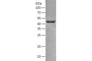 Western Blotting (WB) image for Tu Translation Elongation Factor, Mitochondrial (Tufm) (AA 44-452) protein (His-IF2DI Tag) (ABIN7125515)