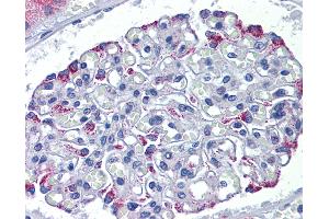 Anti-DSCAM antibody IHC of human kidney. (DSCAM anticorps  (AA 1548-1597))