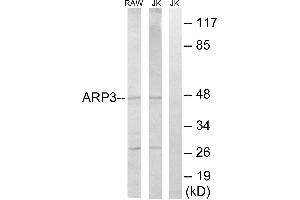 Western blot analysis of extracts from RAW264. (ACTR3 anticorps)