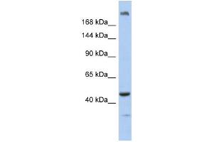 WB Suggested Anti-KIAA0284 Antibody Titration: 0. (KIAA0284 anticorps  (N-Term))