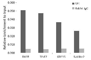 Chromatin immunoprecipitation analysis of extracts of 293T cells, using SP1 antibody (ABIN7270505) and rabbit IgG.