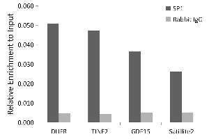 Chromatin immunoprecipitation analysis of extracts of 293T cells, using SP1 antibody (ABIN7270505) and rabbit IgG. (SP1 anticorps)