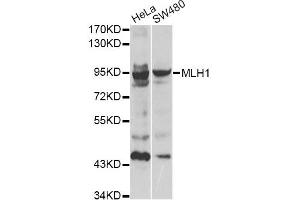 Western blot analysis of extracts of various cell lines, using MLH1 antibody (ABIN1873703). (MLH1 anticorps)
