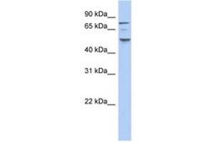 Image no. 1 for anti-Casein Kinase 1, epsilon (CSNK1E) (N-Term) antibody (ABIN6743609) (CK1 epsilon anticorps  (N-Term))