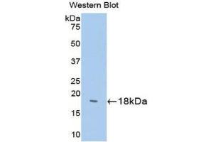 Western Blotting (WB) image for anti-Somatostatin (SST) (AA 1-116) antibody (ABIN1173258) (Somatostatin anticorps  (AA 1-116))